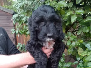 Cocker Spaniel dogs Singleton F1 Cockapoo Ready from today - Advert 11