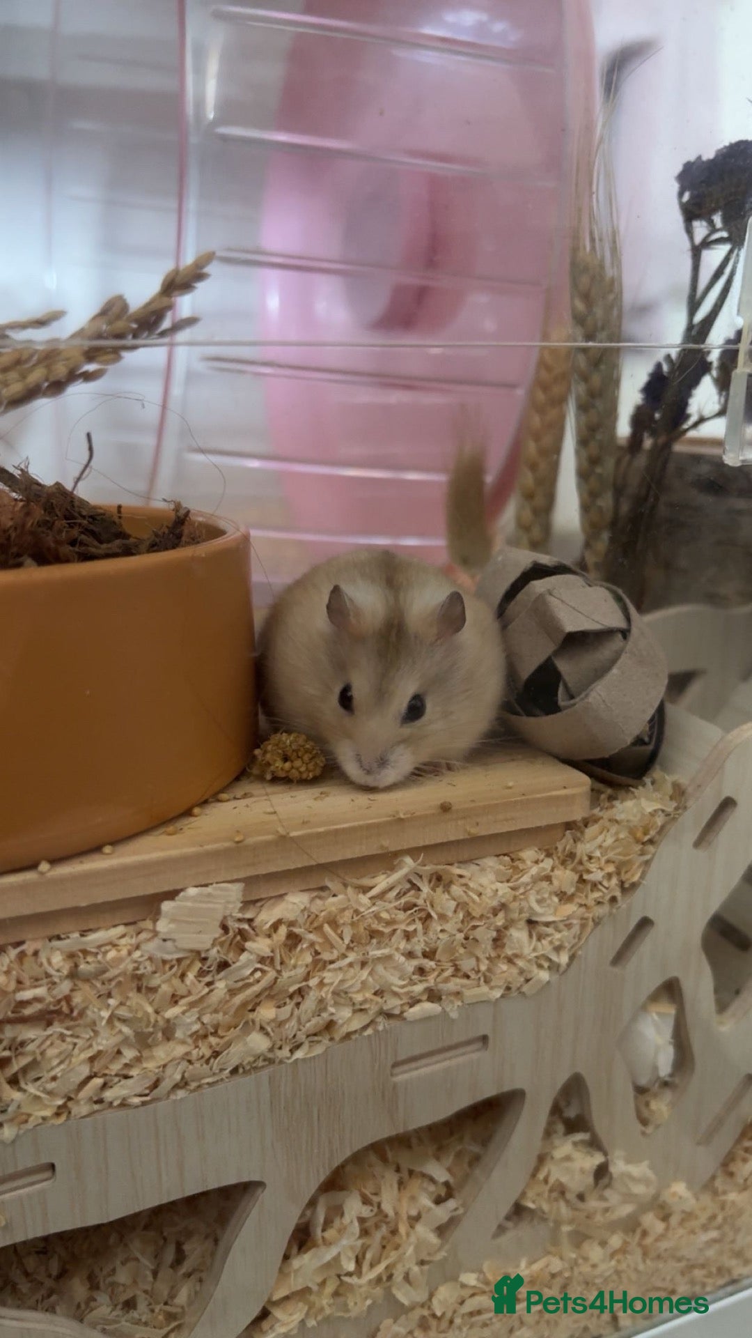 Hamster rodents for sale: Dwarf hamster  - Advert 1