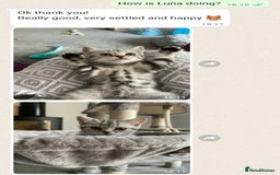 British Shorthair cats for sale: Your Furry Fantasy Awaits! - Image 28