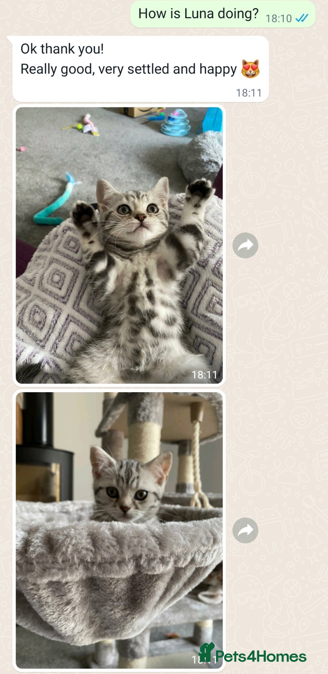 British Shorthair cats for sale: Your Furry Fantasy Awaits! - Image 28