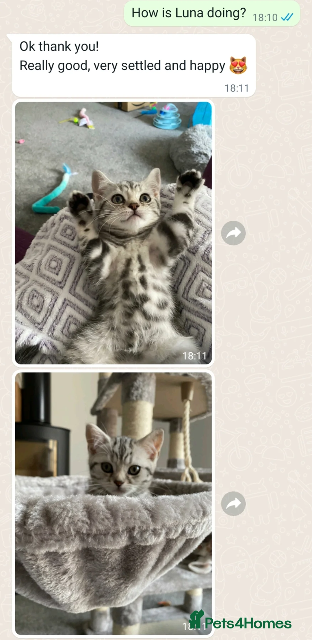 British Shorthair cats for sale: Your Furry Fantasy Awaits! - Advert 27