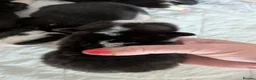 Welsh Corgi Pembroke dogs for sale: Quality, dna clear healthy fit pups - Advert 21