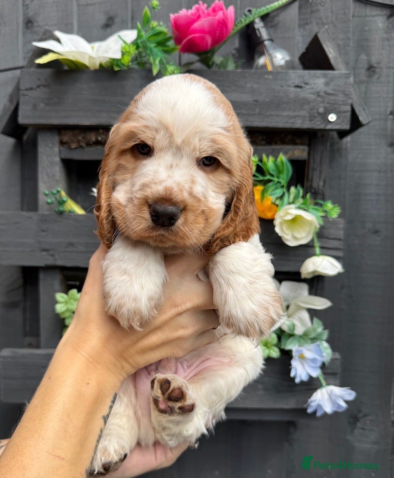 Cocker Spaniel dogs 🧡2 HANDSOME KC SHOW COCKER SPANIEL BOYS LEFT💙🧡 - Advert 4