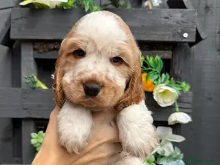 Cocker Spaniel dogs 🧡2 HANDSOME KC SHOW COCKER SPANIEL BOYS LEFT💙🧡 - Advert 4