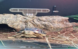 Hermann Tortoise reptiles for sale: Dwarf Hermann Tortise - Image 5
