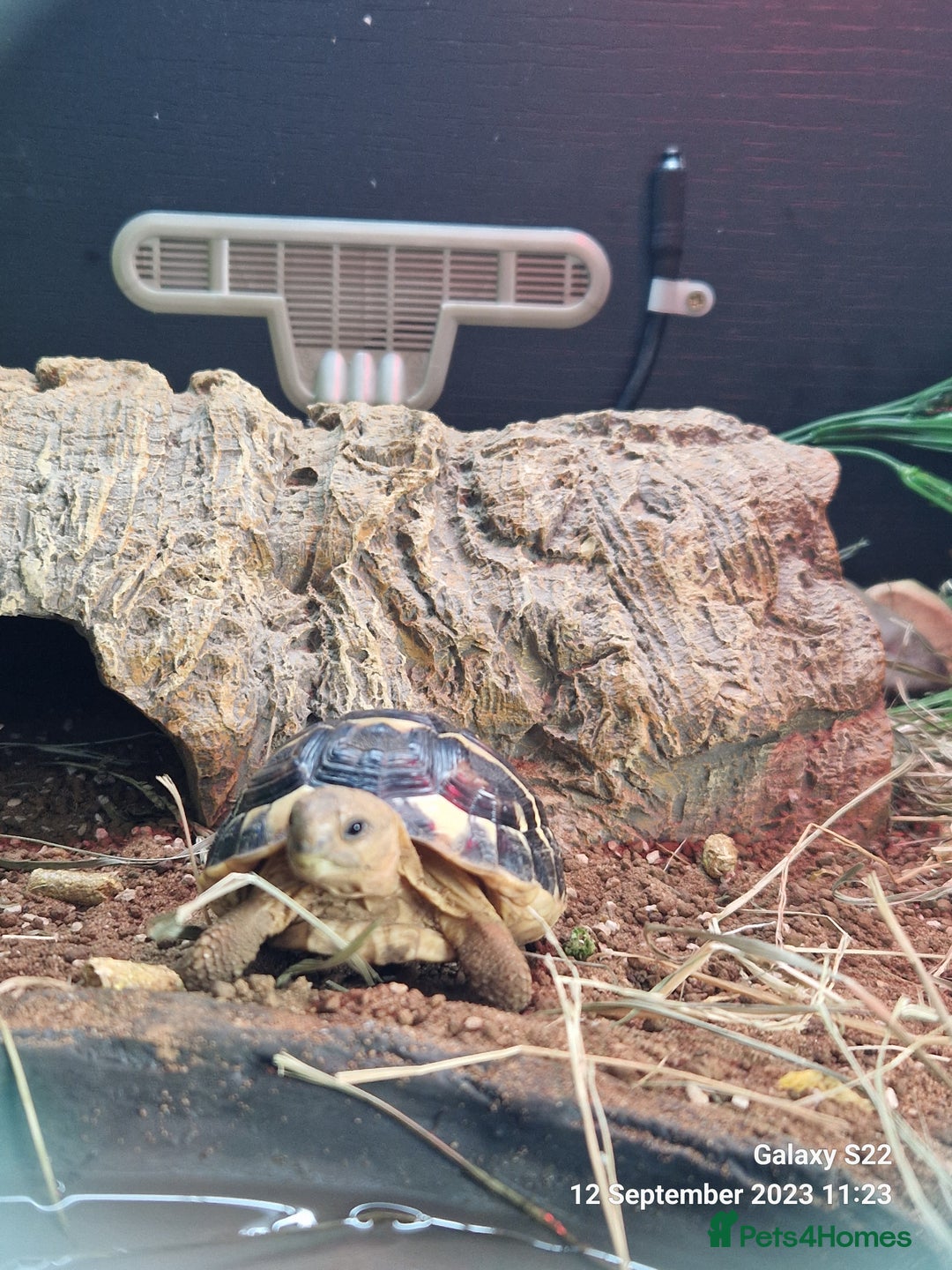 Hermann Tortoise reptiles for sale: Dwarf Hermann Tortise - Image 5