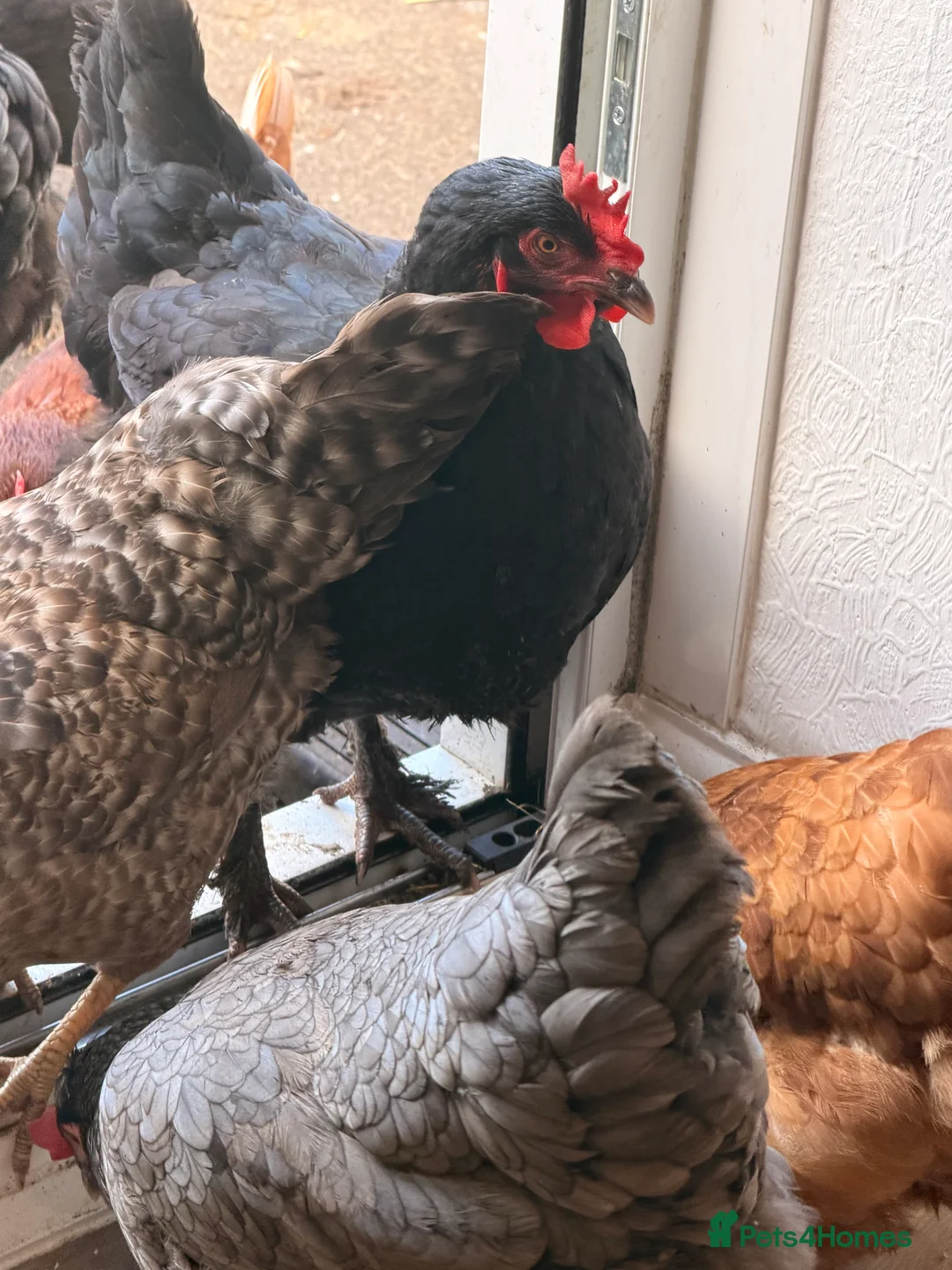 Chickens poultry for sale: chickens in Warrington - Advert 2