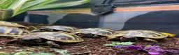 Tortoise reptiles for sale: Hermanns Tortoise Hatchlings - Advert 5