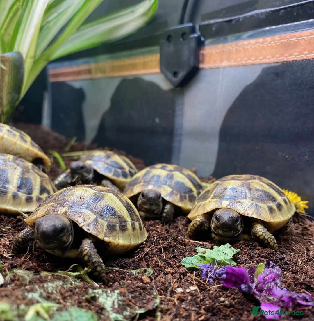 Tortoise reptiles for sale: Hermanns Tortoise Hatchlings - Advert 5