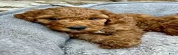 Australian Labradoodle dogs for sale: 🐾 READY TO GO ~ EXCEPTIONAL AUSTRALIAN DOODLES🐾 - Advert 6