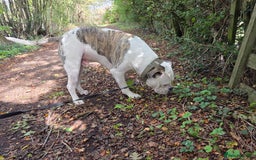 American Bulldog dogs for sale: Rescue Ozzy  - Image 8