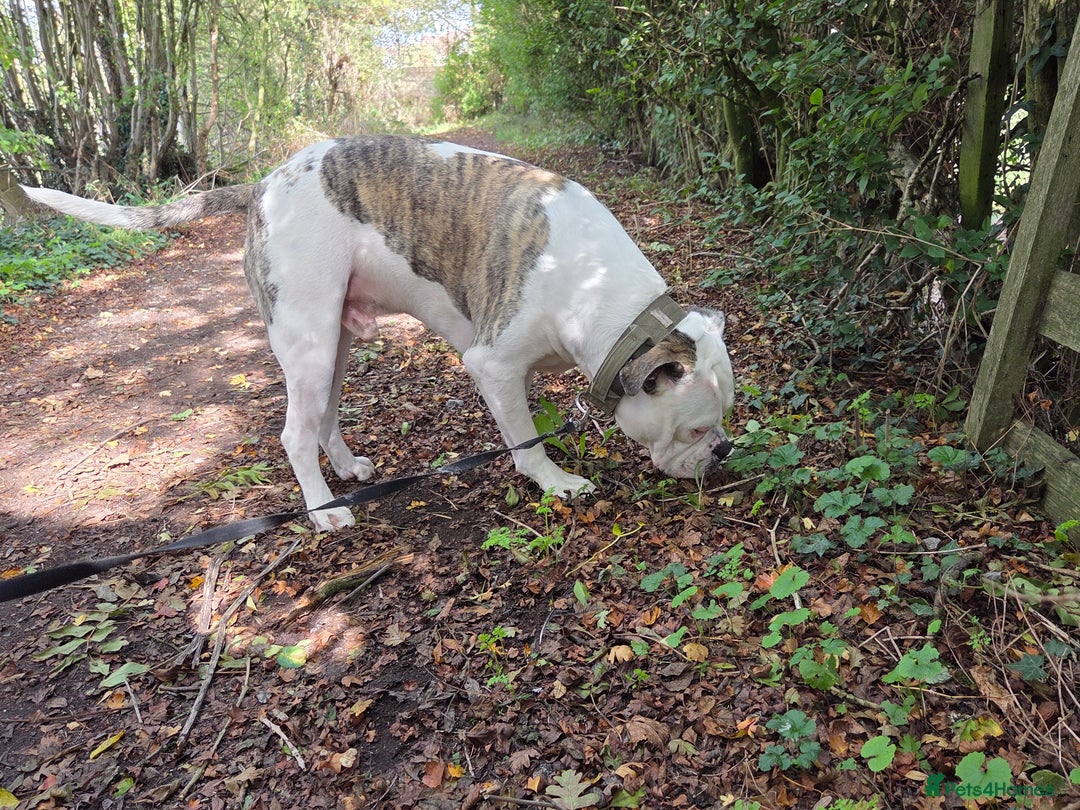 American Bulldog dogs for sale: Rescue Ozzy  - Image 8
