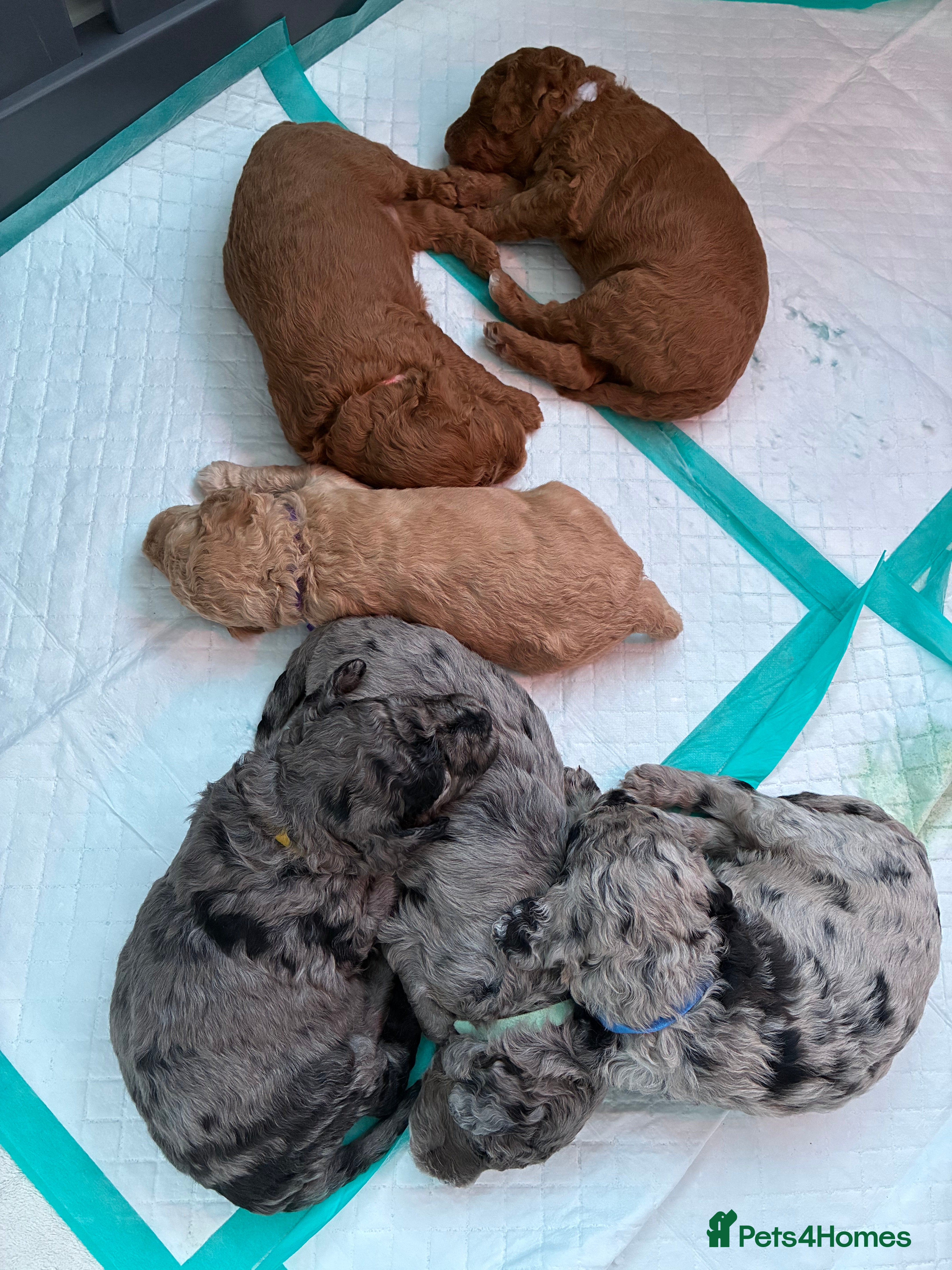 Mini Goldendoodle dogs Stunning Mini Goldendoodles - Advert 18