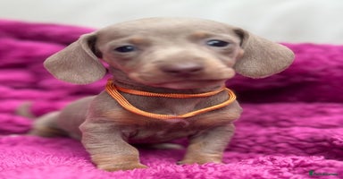 Dachshund dogs - Advert 5
