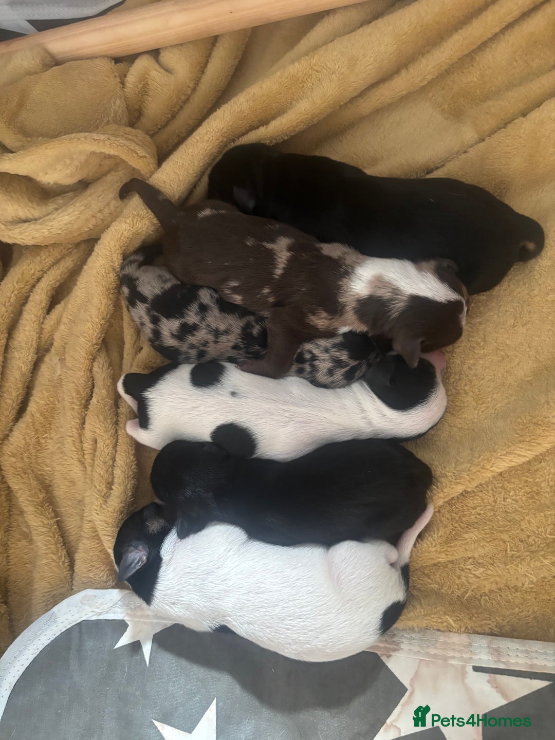 Mixed Breed dogs for sale: Chiweenie puppies for sale  - Image 2