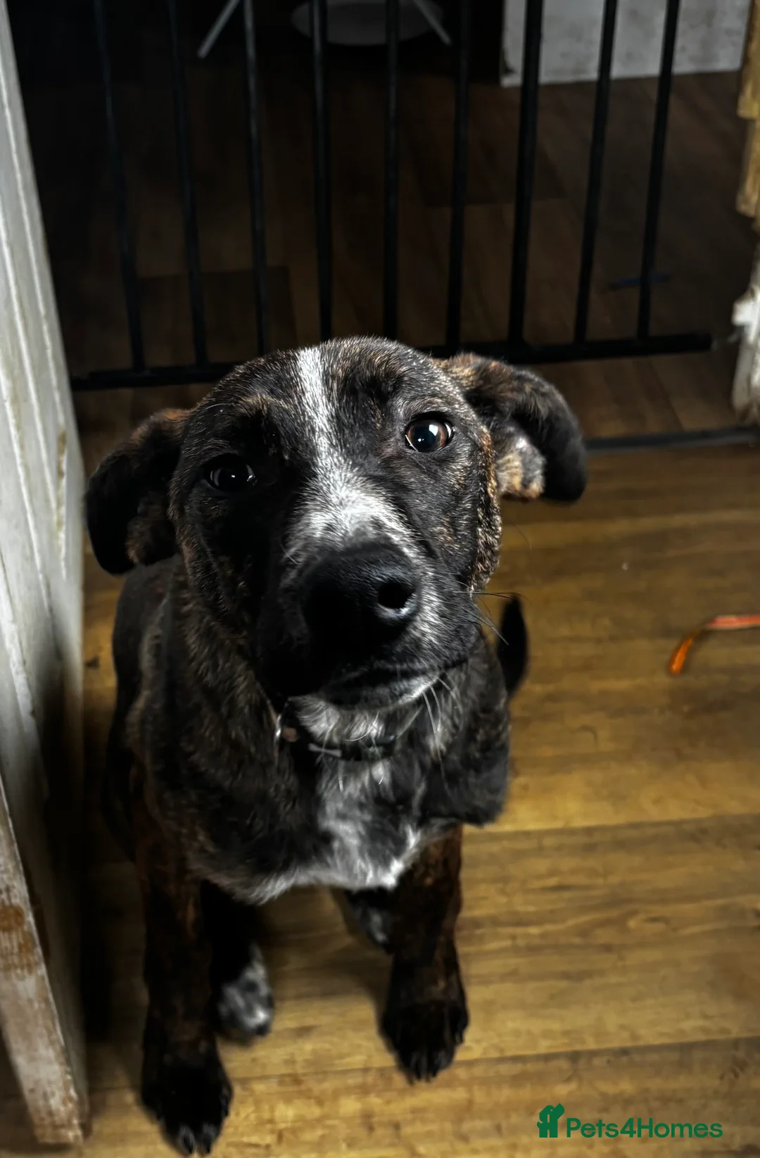 Mixed Breed dogs for sale: Lurcher x bull - Advert 1