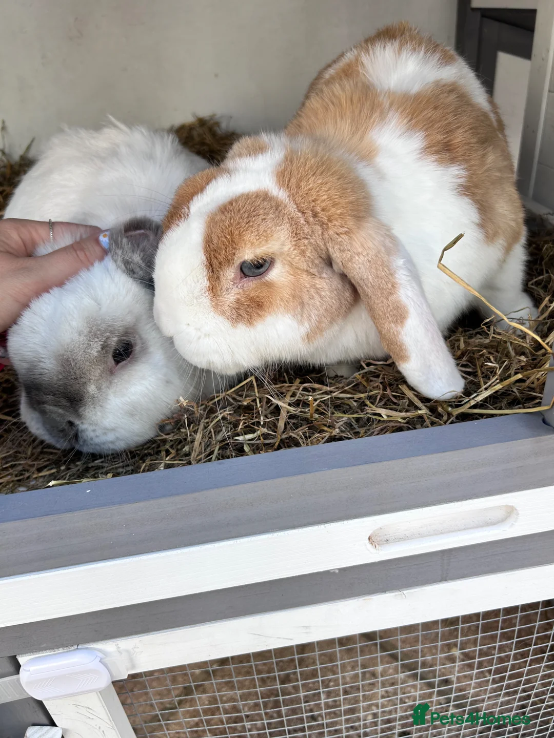Mixed Breed rabbits for sale: Two bonded rabbits  in Farnham - Advert 3