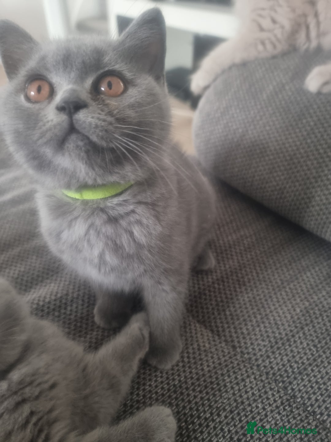 British Shorthair cats for sale: TOP💗 Quality British Shorthair 😻Kittens💋 - Image 15