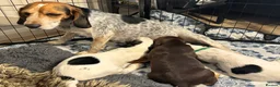 Bocker dogs for sale: Floppy ears Bockers - Advert 23