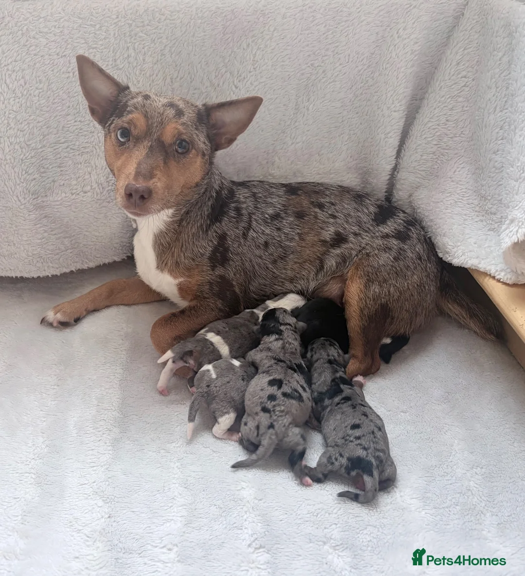Jack Russell dogs for sale: Miniature Jack Russell Puppies  - Advert 2