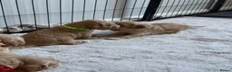 Cockapoo dogs for sale: F2 cockapoos in Grimsby - Advert 12