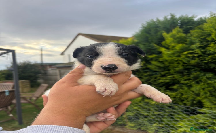 Border Collie dogs - Advert 1