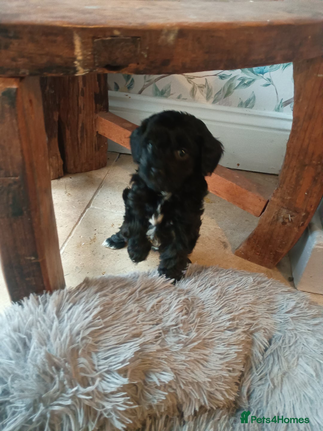Toy Poodle dogs for sale: Toy poodle puppies  - Advert 6