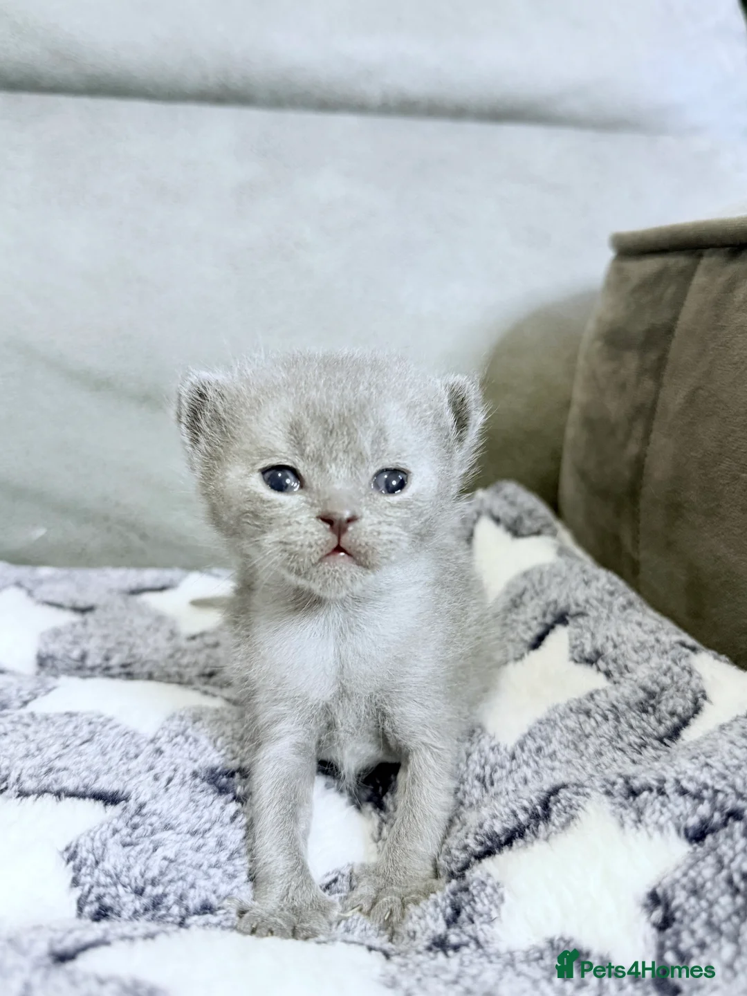 British Shorthair cats for sale: 100% Pure Pedigree Champion line Bsh Reg. Kittens - Advert 22