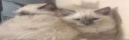 Ragdoll cats for sale: X2 Ragdoll Kittens  - Advert 4