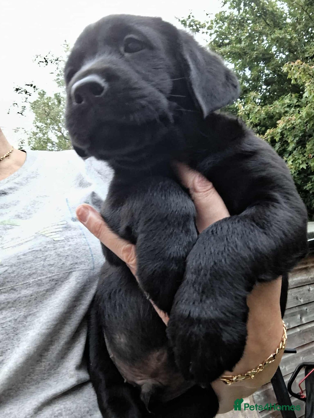 Labrador Retriever dogs for sale: Labrador retriever  - Image 6