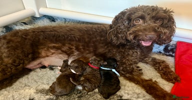 Cockapoo dogs - Advert 2