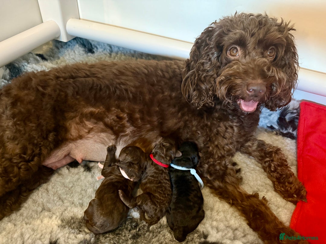 Cockapoo dogs for sale: 🐾 F1B Cockapoo Puppies – DNA Health Tested 🐾 - Image 2