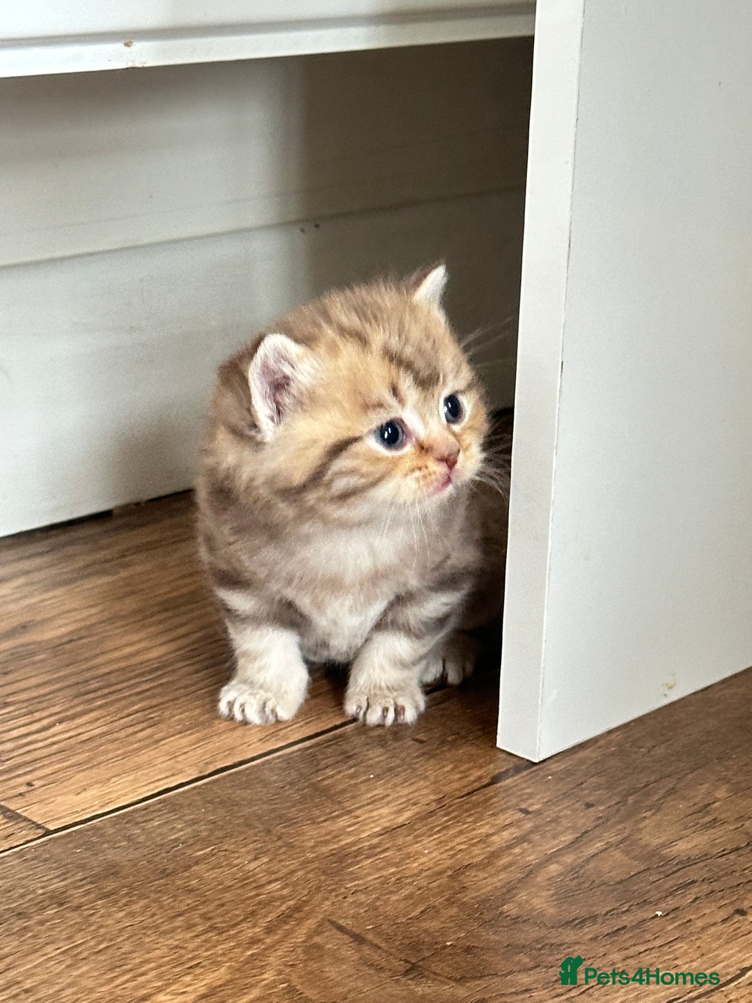 British Shorthair cats for sale: Chunky British Shorthair Kittens - Advert 1