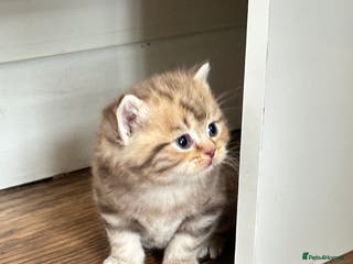 British Shorthair cats Chunky British Shorthair Kittens - Advert 6