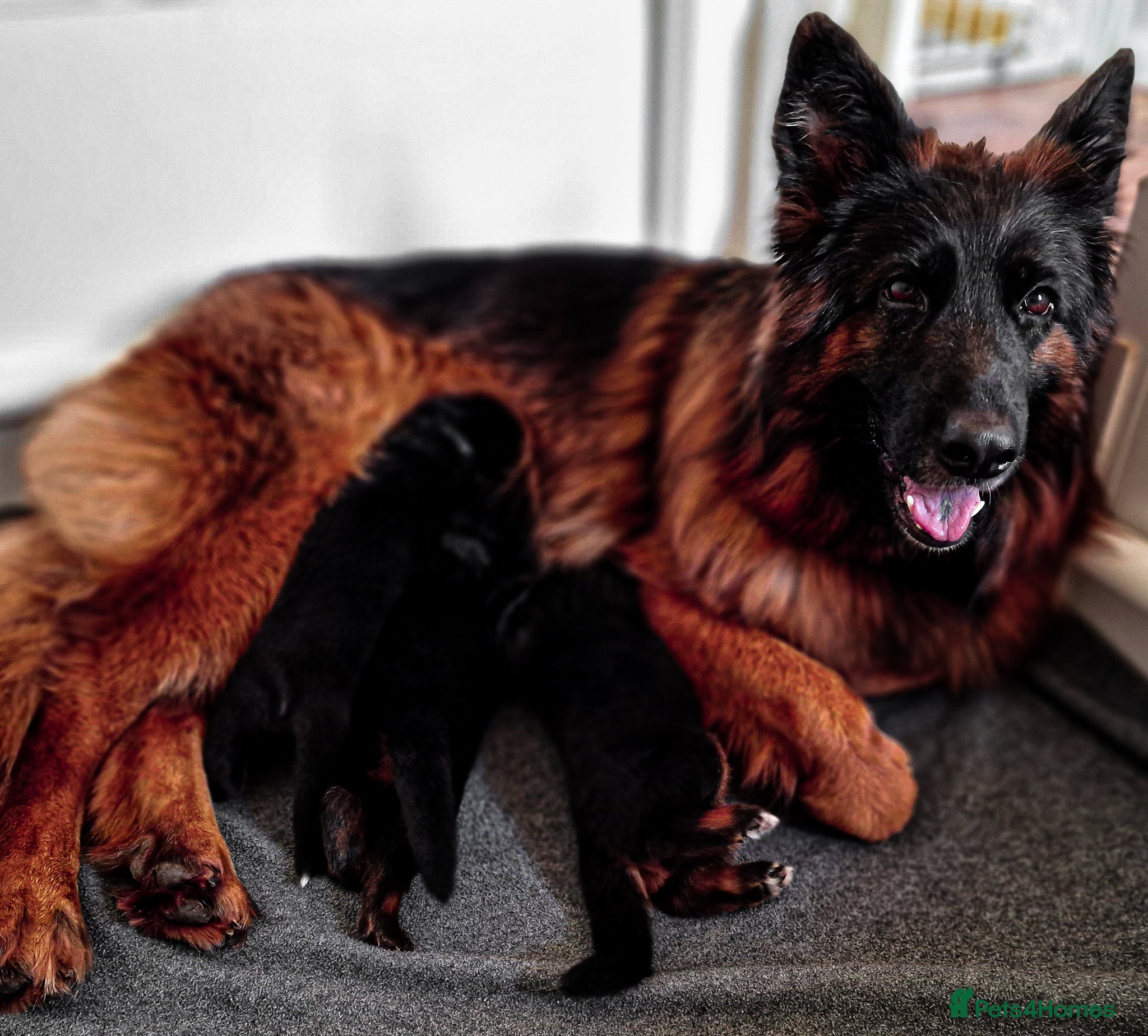 German Shepherd dogs for sale: ❤️🐾 Beautiful Long-Haired GSD Puppies🐾❤️ - Advert 6