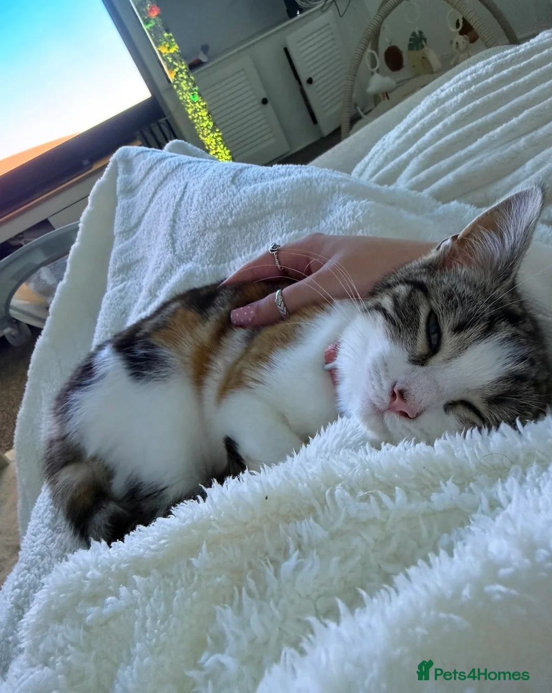 Mixed Breed cats for sale: KITTEN-Lola **REHOME** in Sutton-in-Ashfield - Advert 1