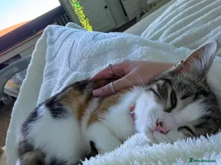 Mixed Breed cats KITTEN-Lola **REHOME** - Advert 1