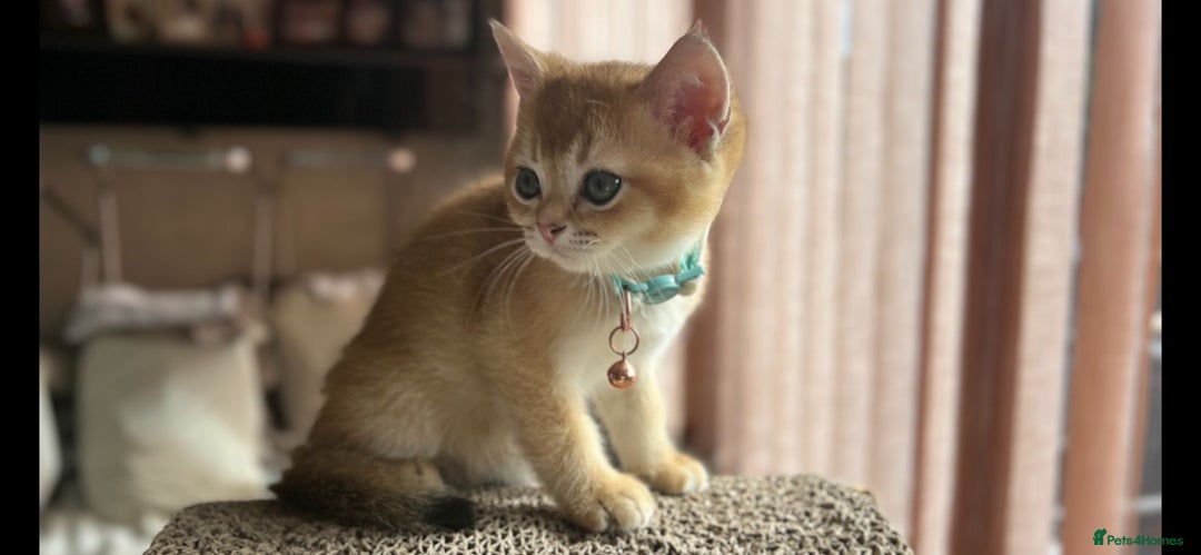 Scottish Fold cats for sale: TICA-Registered Scottish Straight/Fold Kittens  - Image 19