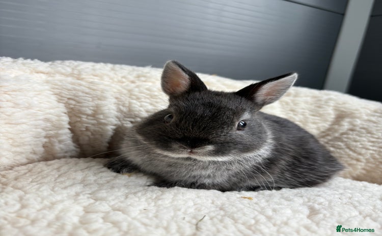 Netherland Dwarf rabbits - Advert 3