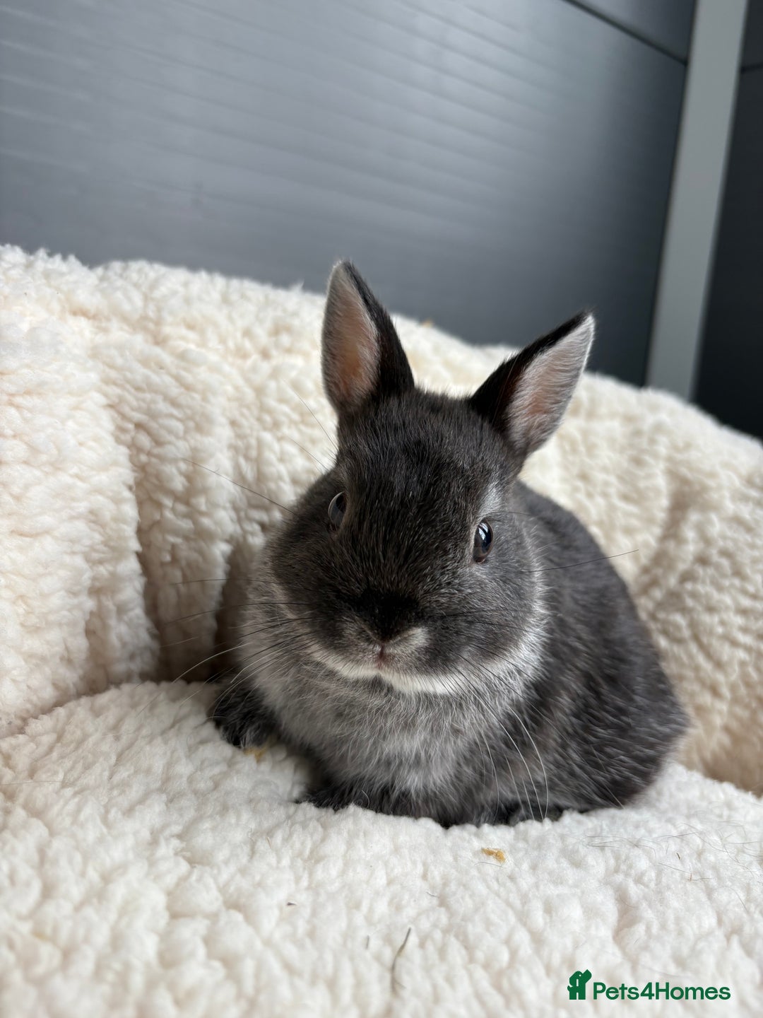 Netherland Dwarf rabbits for sale: Pure bred Netherland dwarfs  - Image 1