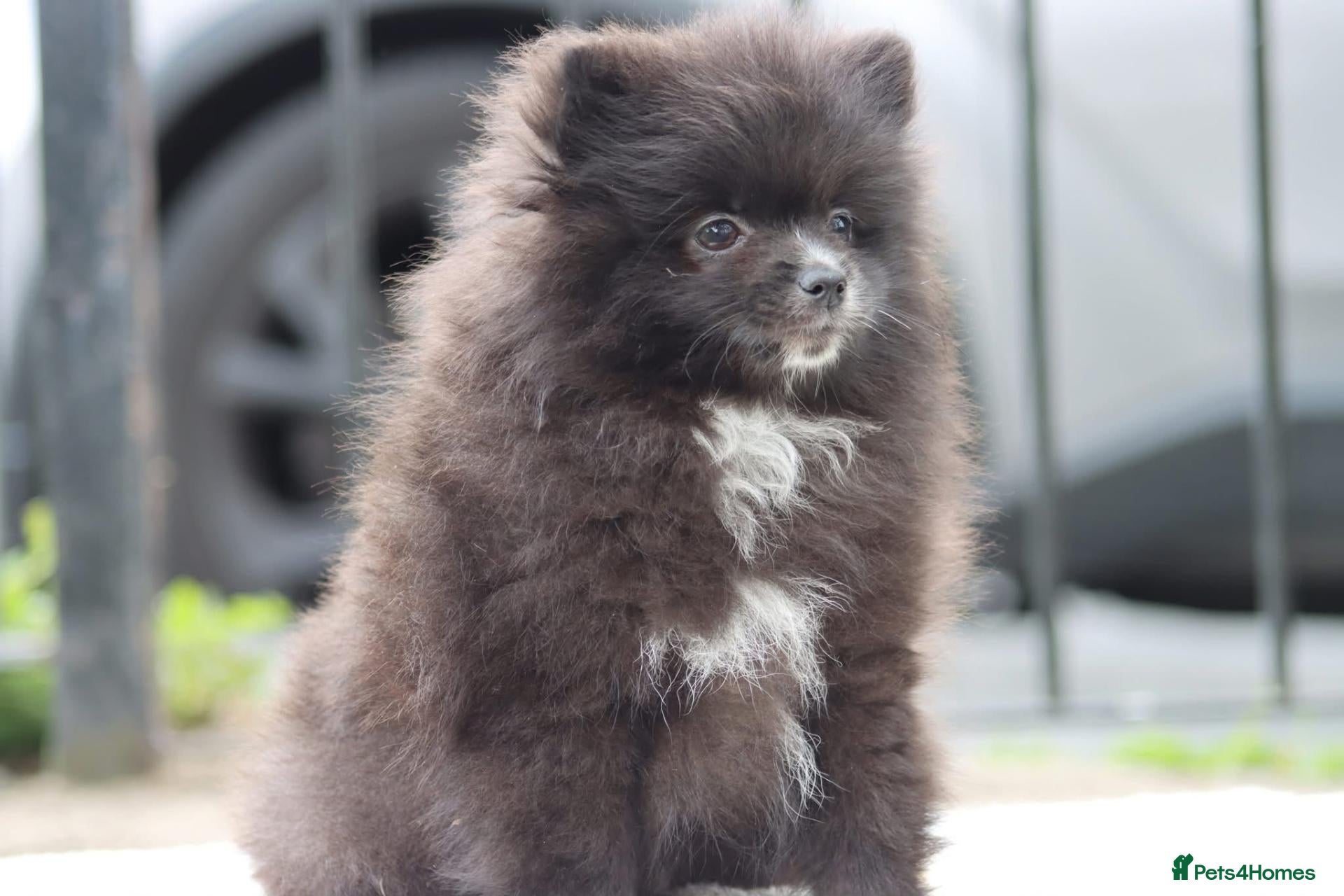 Pomeranian dogs LAST BABY BOY POMERANIAN. - Advert 2