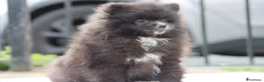 Pomeranian 1