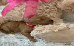 Poochon dogs for sale: Beautiful Poochon Puppies 🐾 - Image 15