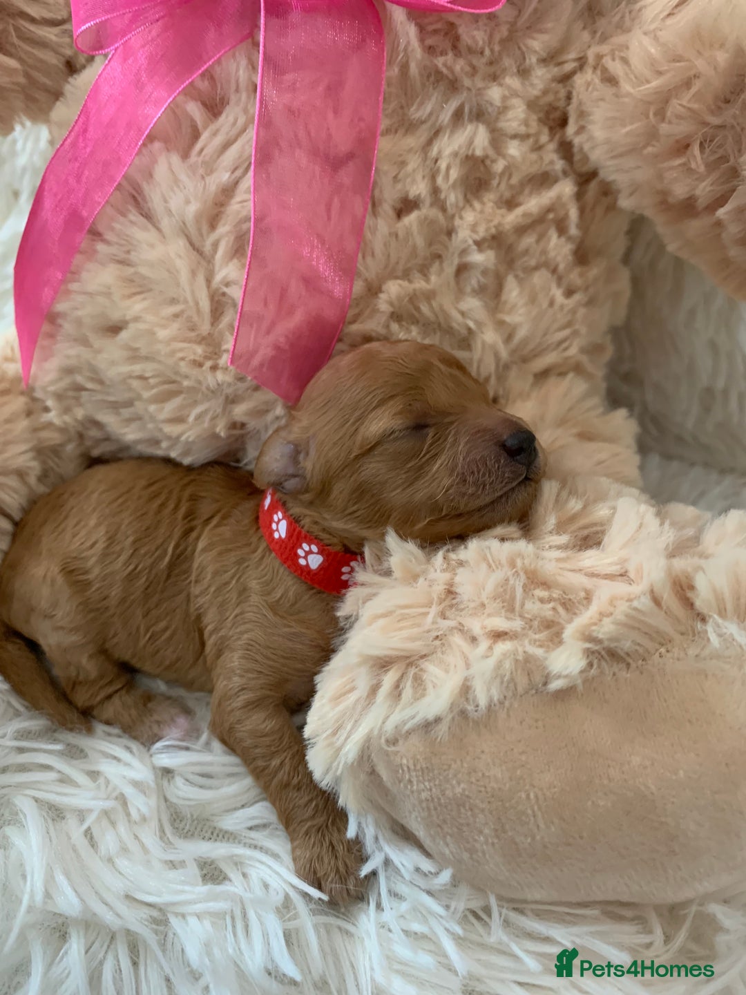 Poochon dogs for sale: Beautiful Poochon Puppies 🐾 - Image 15