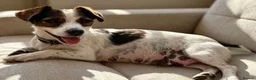 Jack Russell dogs for sale: Traditional short-legged Jack Russell puppy’s. - Advert 30