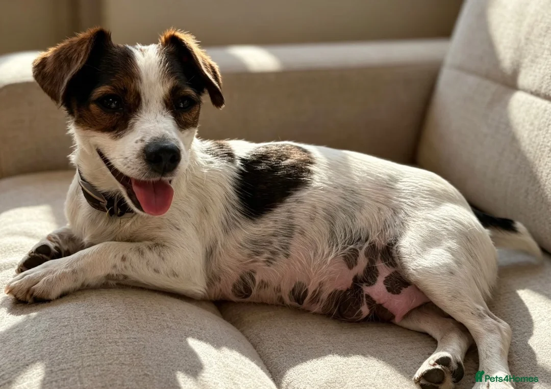 Jack Russell dogs for sale: Traditional short-legged Jack Russell puppy’s. - Advert 30