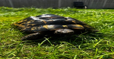 Tortoise reptiles - Advert 9