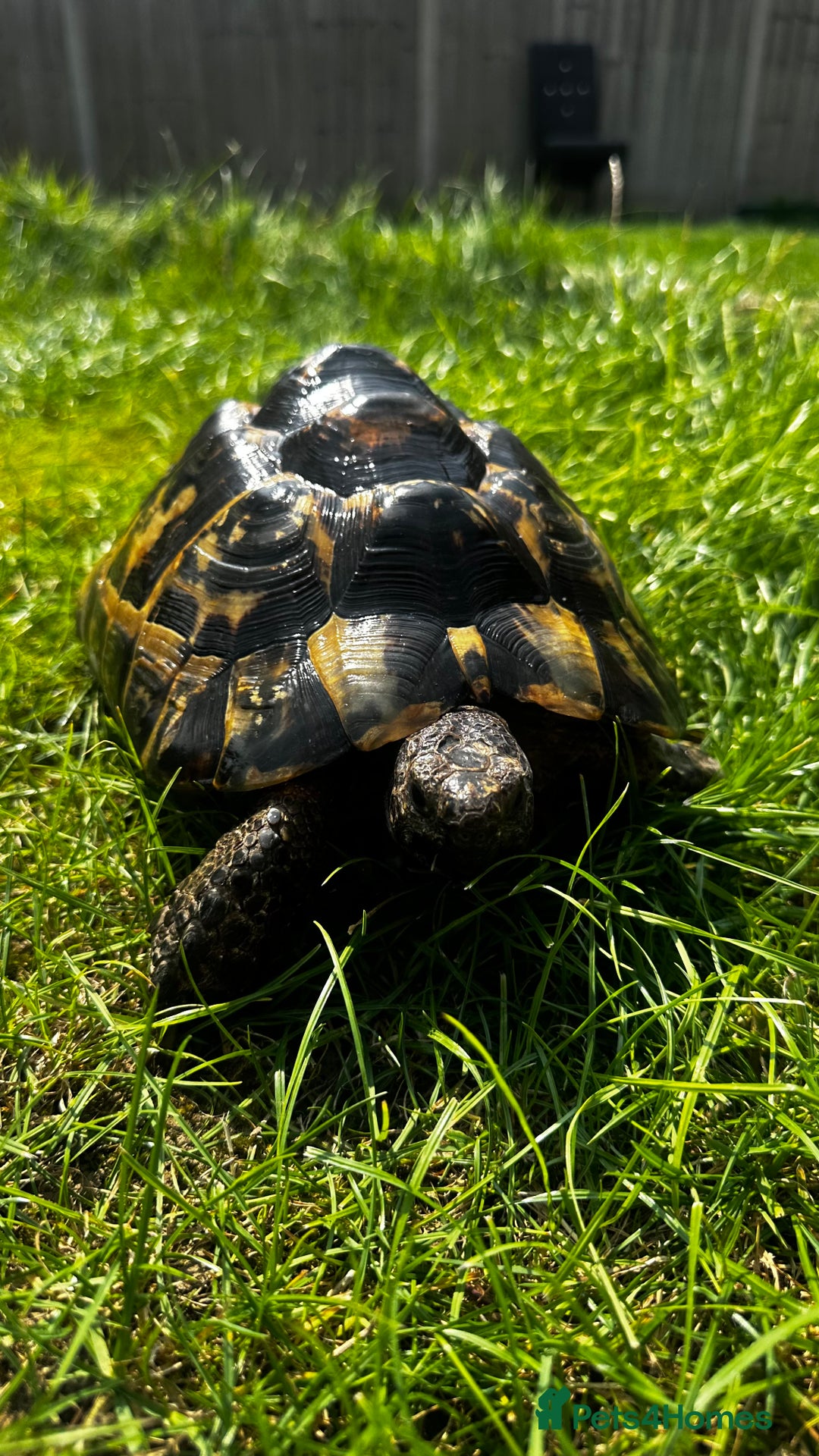 Tortoise reptiles for sale: Birtha is a Spur thigh Fertile female .  - Image 2