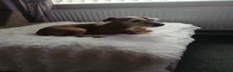 Patterjack dogs for sale: Patterjacks - Advert 4