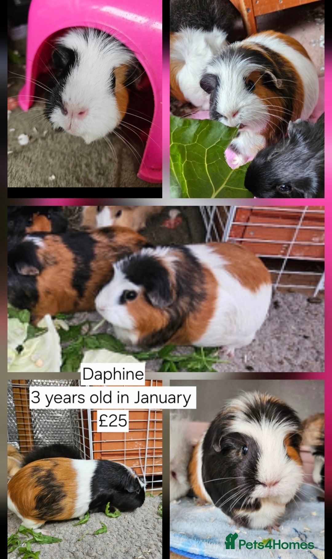 Guinea Pig rodents Mixture of Sow (female) guinea pigs for sale 👀🏡 - Advert 4